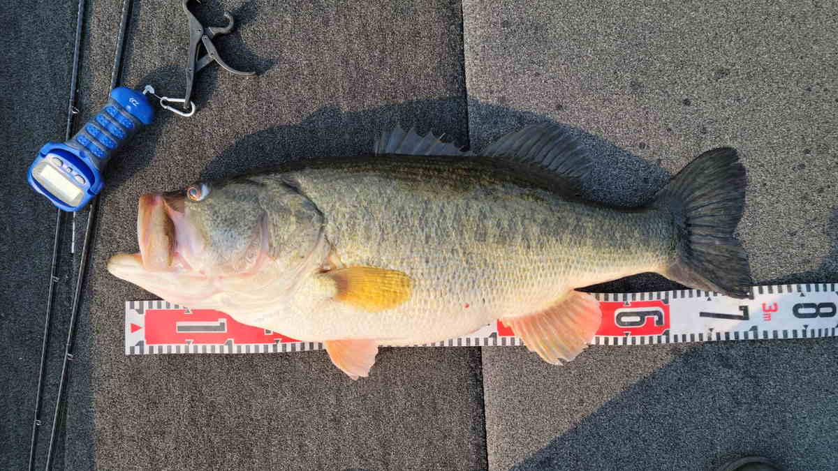 琵琶湖】ナナマルが出た！ スイムジグでキャッチされた南湖の6kg超