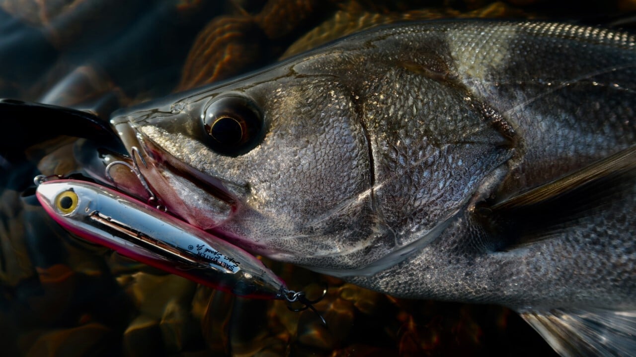 12_S__14565423 (カスタム)