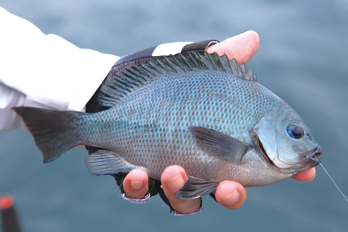 クロダイ＆メジナの大ものを釣るには？ 堤防ウキフカセ釣り一問一答 後編 | 魚種別釣りガイド