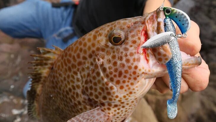 魚食性の強いオオモンハタに効果的なブレード付きリグ