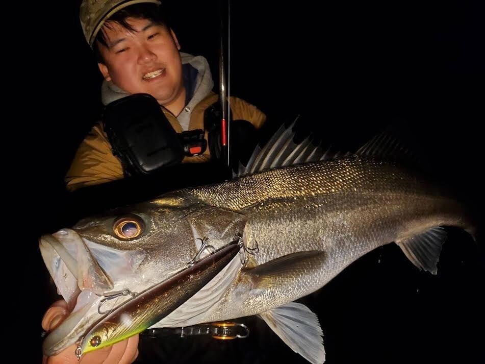 大型シーバス