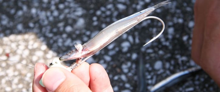 オカッパリのタチウオ釣り超基本 エサとワームのセット方法まとめ 魚種別釣りガイド