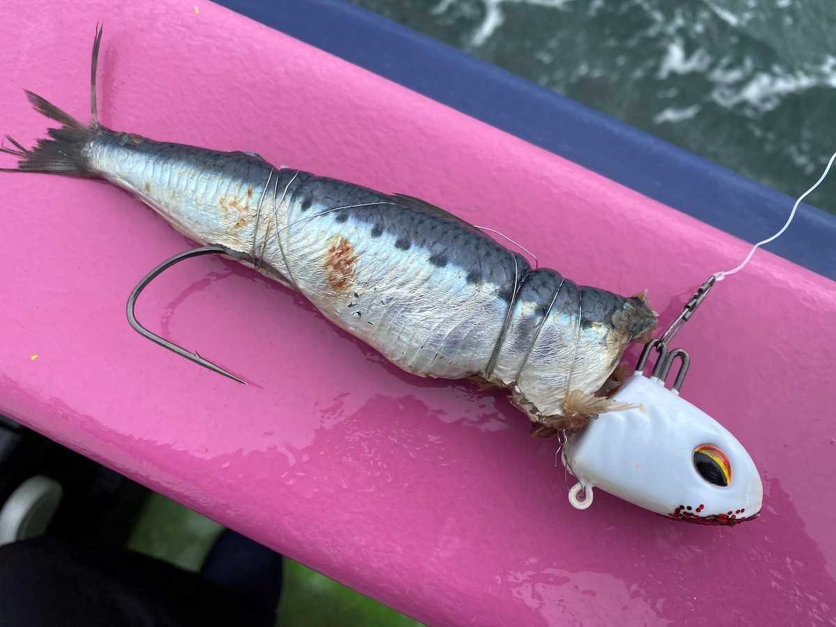 タチウオテンヤ仕掛け・釣り方・誘い方｜おすすめタックル24選も紹介 