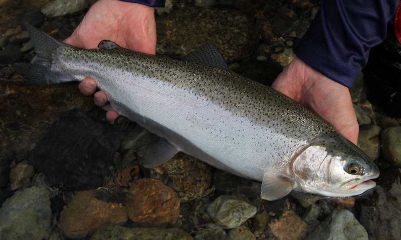ニジマス釣り初心者入門|仕掛け・釣り方やタックル、釣り場など