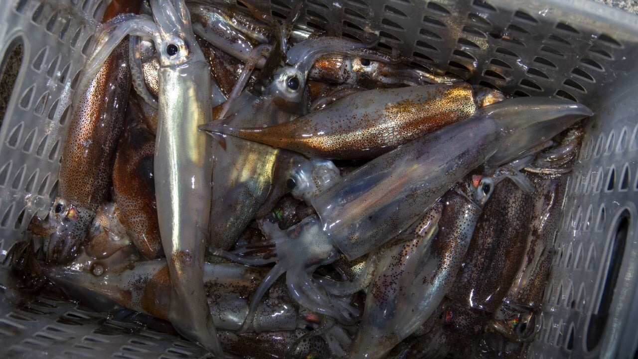釣果のスルメイカ