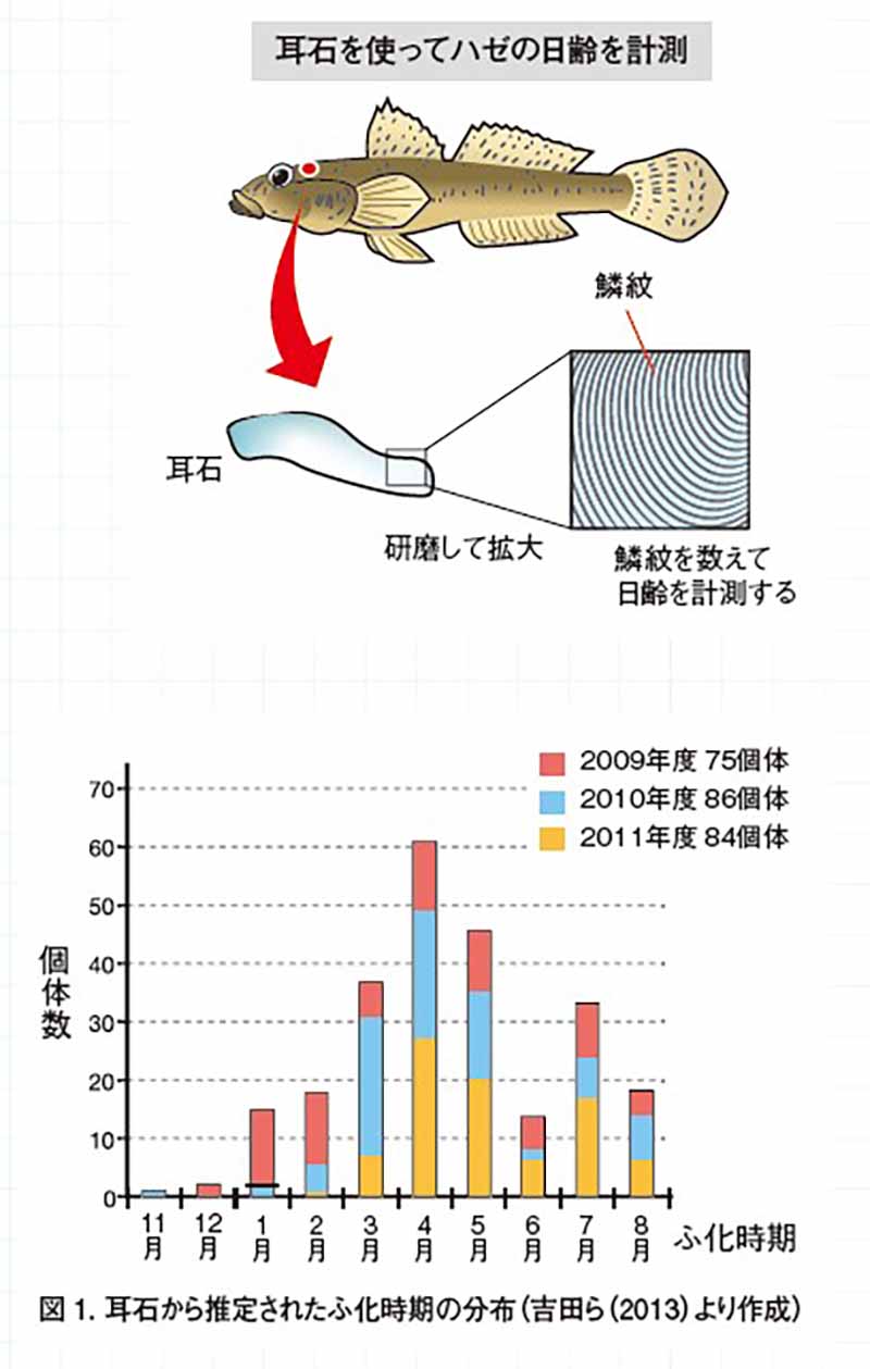 マハゼの棲み処調査から見えてきた東京湾ハゼ釣りの最新事情 | 魚種別釣りガイド