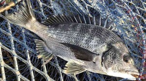 【チニング入門】水深30cmでクロダイは釣れる！名手が教える場所選びと釣り方