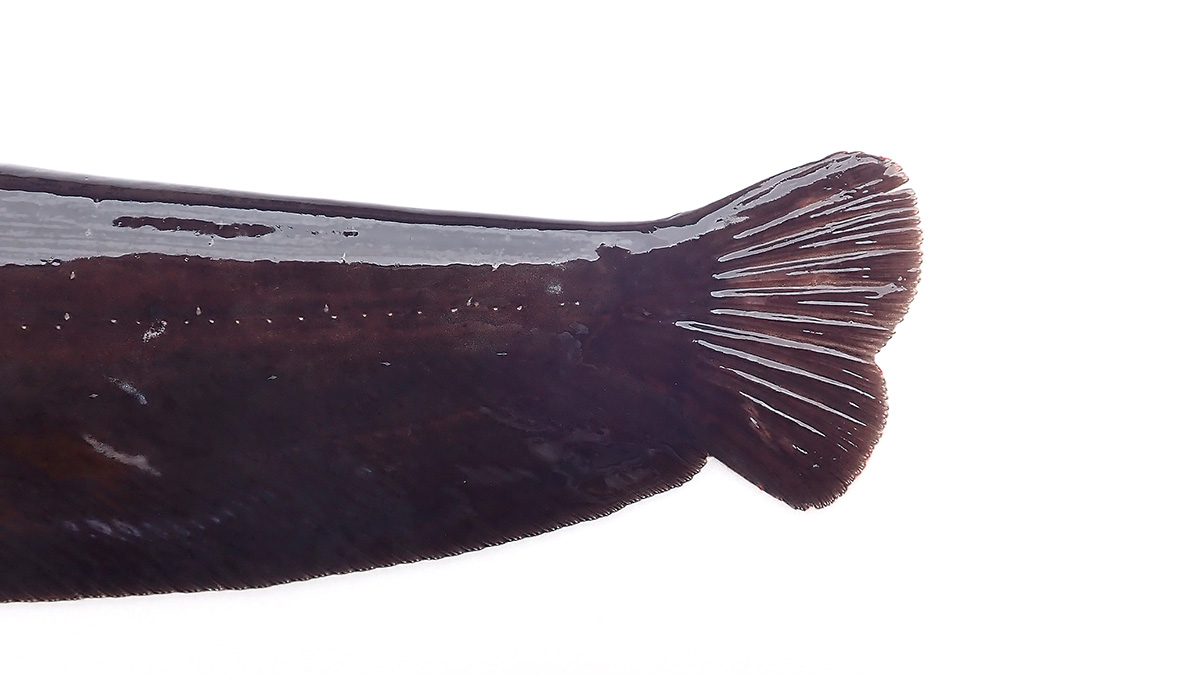 ナマズの生態学。生息地は？オスとメスの見分け方は？ | 魚種別釣りガイド