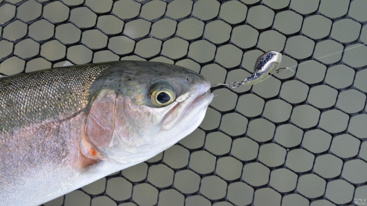 AreaTrout-narayamanuma (11)