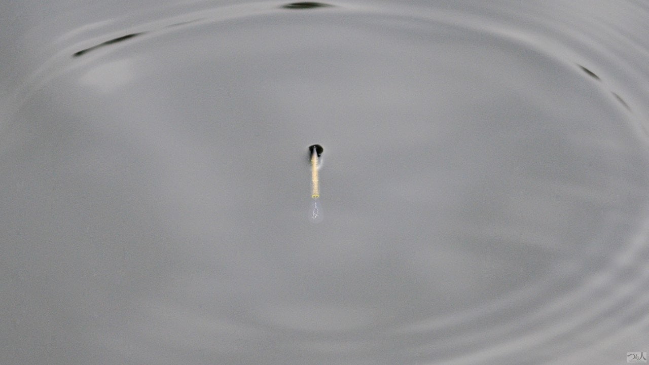 AreaTrout-yamaga (11)