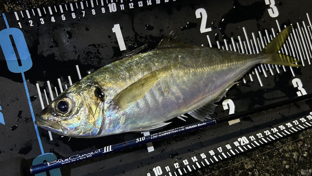 BlueCurrent-amakusa (9)