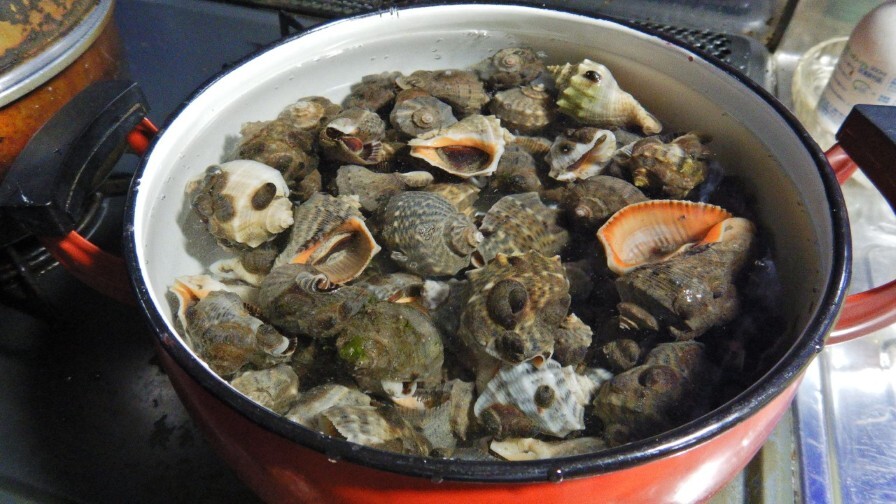 潮干狩りで見つかる巻貝「アカニシ貝」とは？取り方と美味しい食べ方