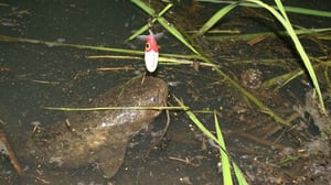知れば知るほど面白いナマズの生態学。ゲリラ豪雨も活用？驚きの繁殖戦略