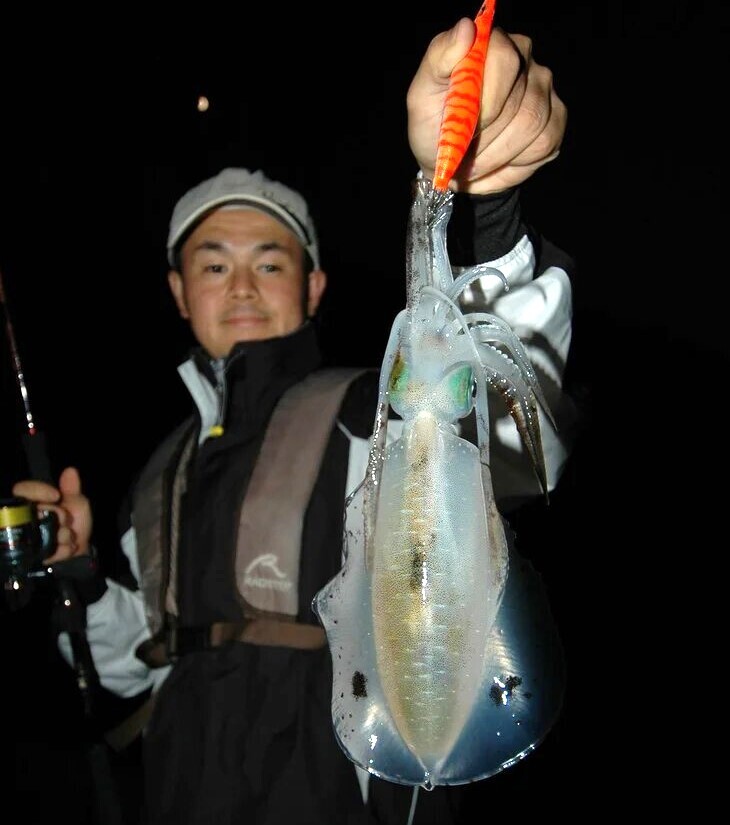 秋に釣れたアオリイカ