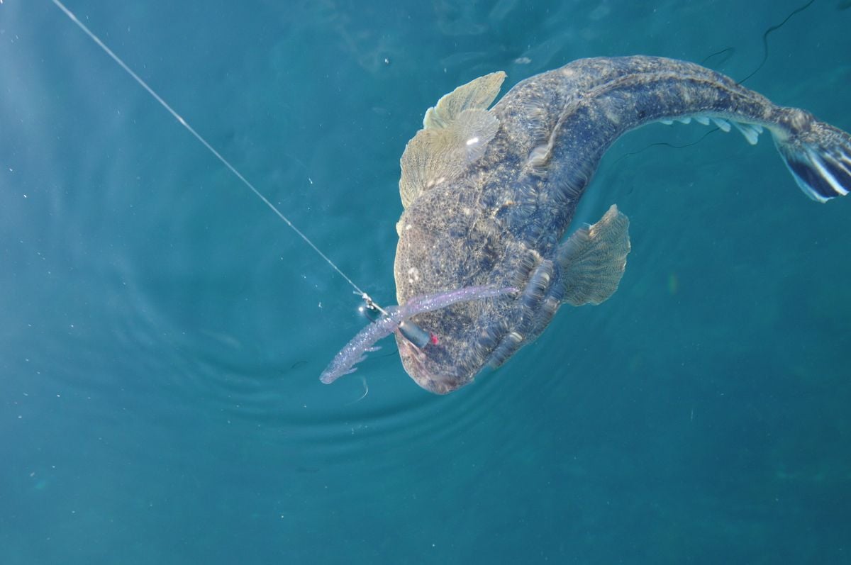 ルアーでねらうマゴチの釣り方：サーフや港でマゴチを釣る方法は？ | 魚種別釣りガイド