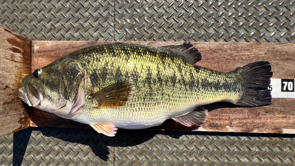 亀山湖レコード】66cm5,355gが出た！魚皮貼りギルロイドJr.が火を噴