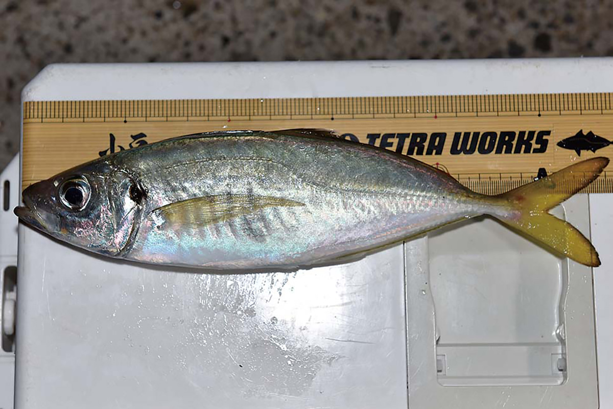 厳選！ 海のルアー釣りおすすめ釣り場 九州編・唐津市波戸新波止／西海
