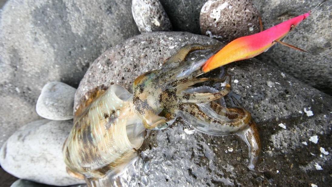 秋に釣れた良型のアオリイカ