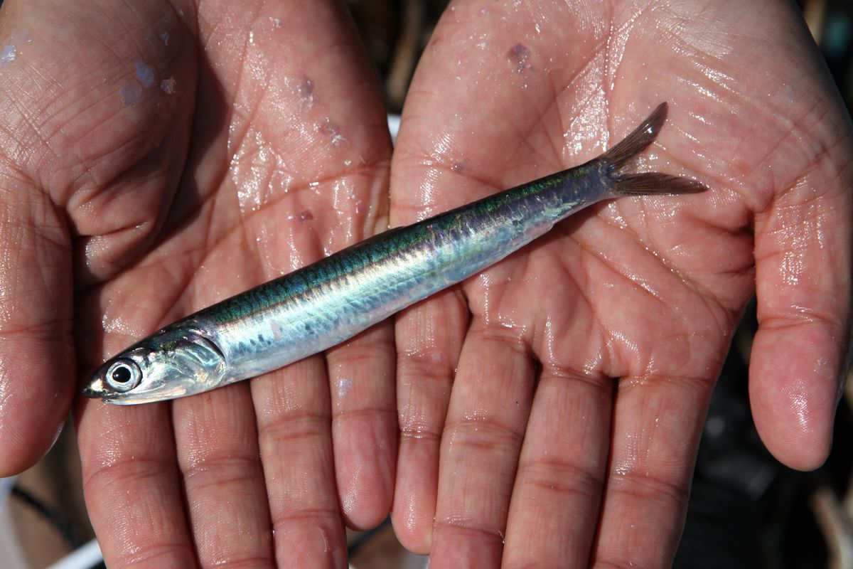 ルアーでねらえる海のターゲットの習性を理解しよう | 魚種別釣りガイド