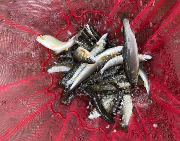 2023年、相模川アユ釣り解禁！ 初日の模様を速報！ | 月刊つり人ブログ