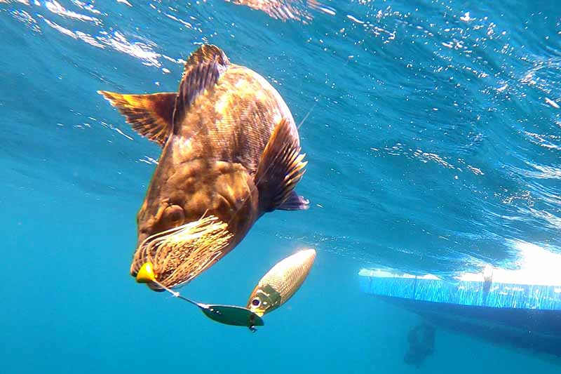 deps】巨大ソイをビッグベイトでねらう【北海道】 | つり人オンライン