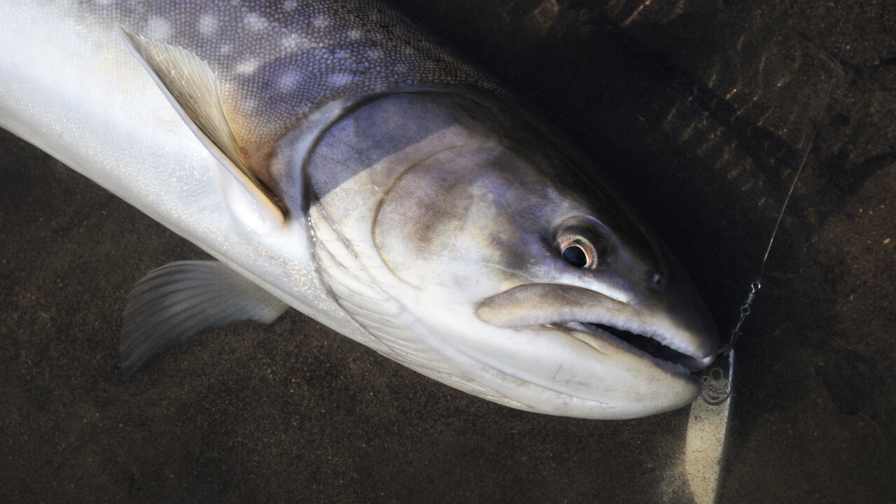 メタルジグ・ジャックガウディで釣れたアメマス