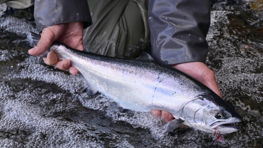 P057-059-02 (カスタム) (カスタム)