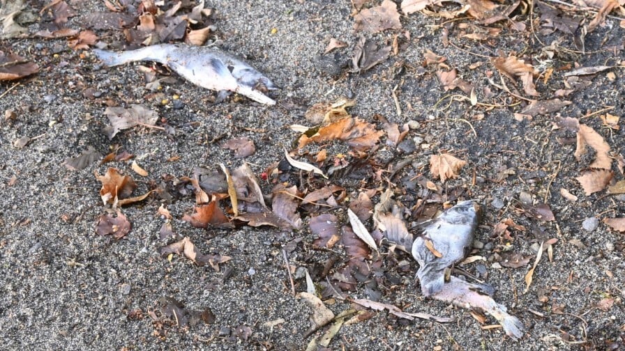 P057-059-08 (カスタム) (カスタム)