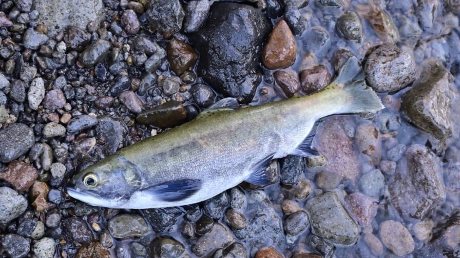 P057-059-09 (カスタム) (カスタム)