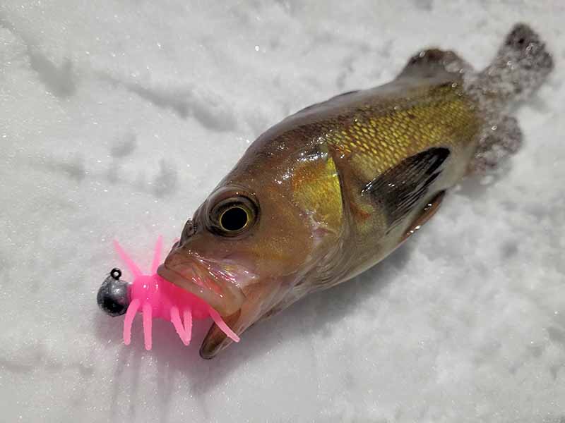 新定番！虫ワームでロックフィッシュは釣れる | 魚種別釣りガイド