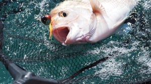 魚はなぜルアーに食いつくのか？エサ釣り師が知らない「もう一つの真実」