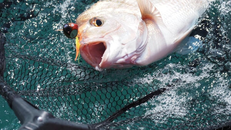 魚はなぜルアーに食いつくのか？エサ釣り師が知らない「もう一つの真実」