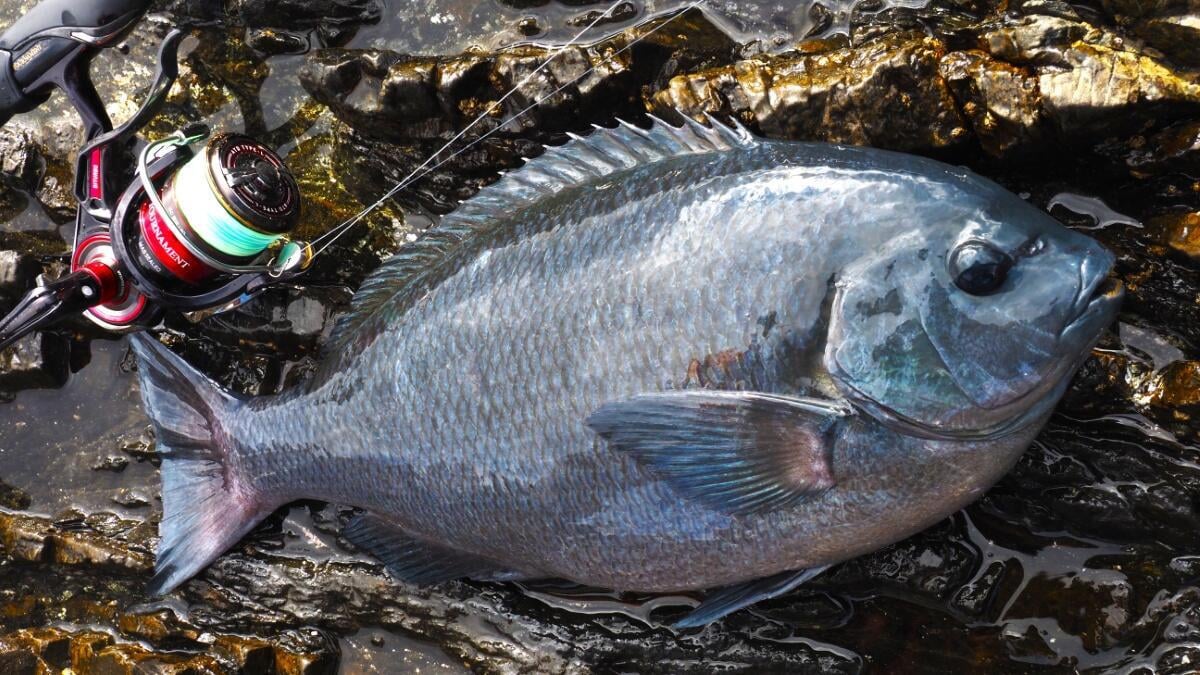 磯で釣り上げた大型のメジナ（グレ）と赤いスピニングリール