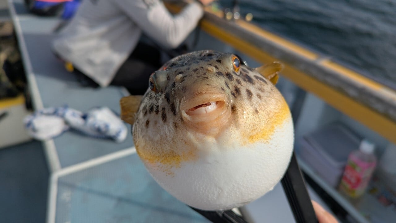 ワニグリップで掴んだフグ