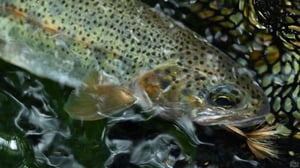 【月刊つり人80周年】誌面で振り返る「ニジマス釣り」の歴史。明治の導入から最新事情まで