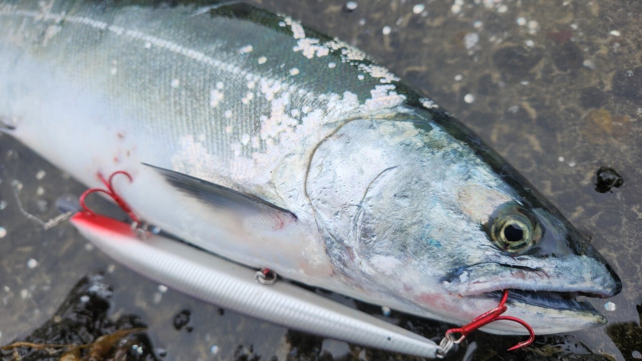 SHORELINE SHINER SL (5)