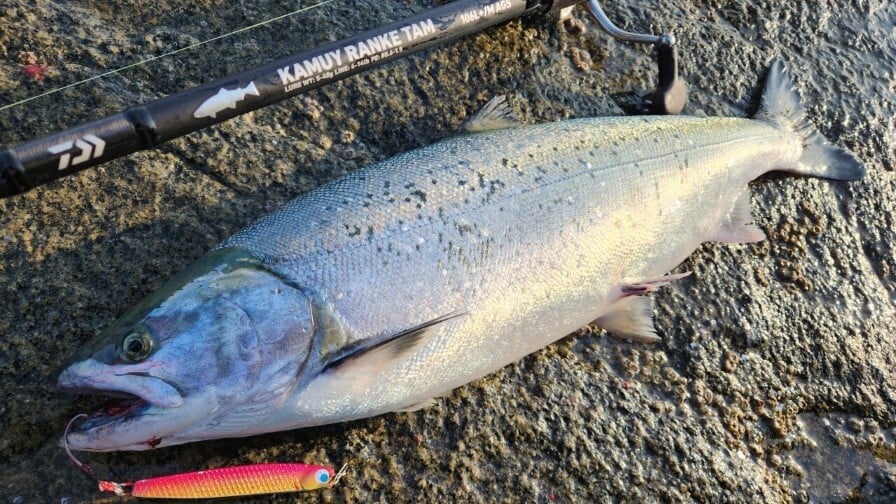 SHORELINE SHINER SL (6)