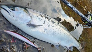 ショアラインシャイナーSLが復刻。「サクサス加工」で進化した海サクラ専用ミノー