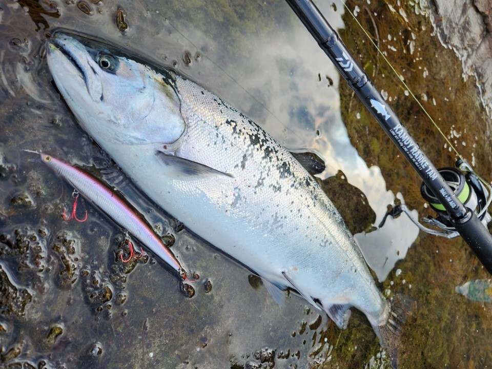 SHORELINE SHINER SL08 (2)