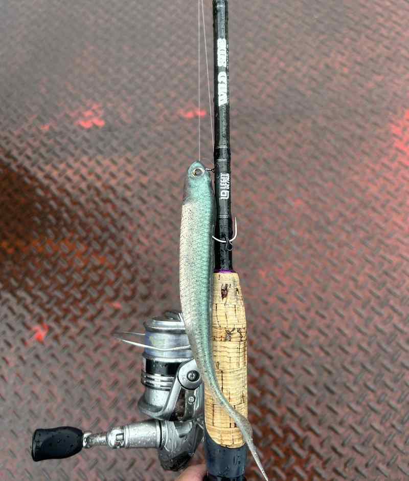 亀山湖ロクマル】67.5cm5470g！千田隆喜さんがフラッシュJ・7in