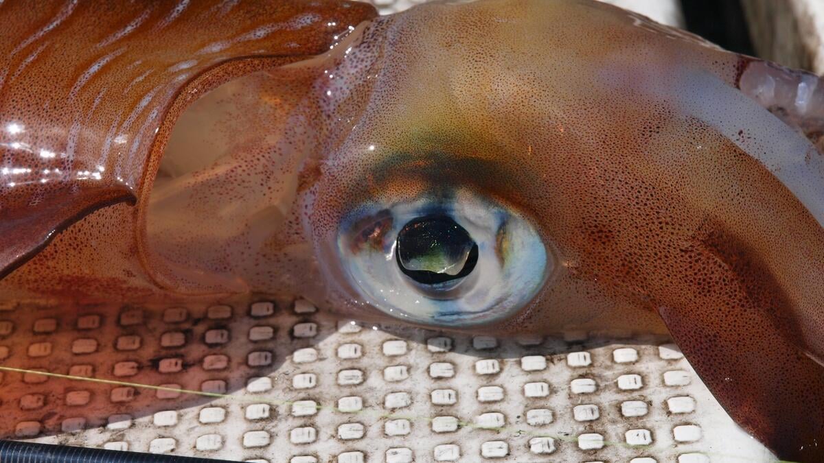 Squid