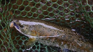 渓流ルアーの最新ギアトレンド。小物アイテムで釣果アップ？