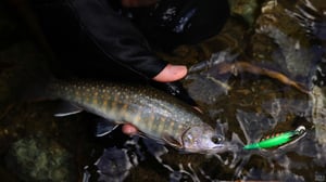 渇水の渓流ルアーを攻略。スローシンキングミノーが釣れる理由