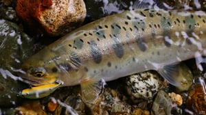 渓流ルアーのタフコンを攻略する10のメソッド&アイテム