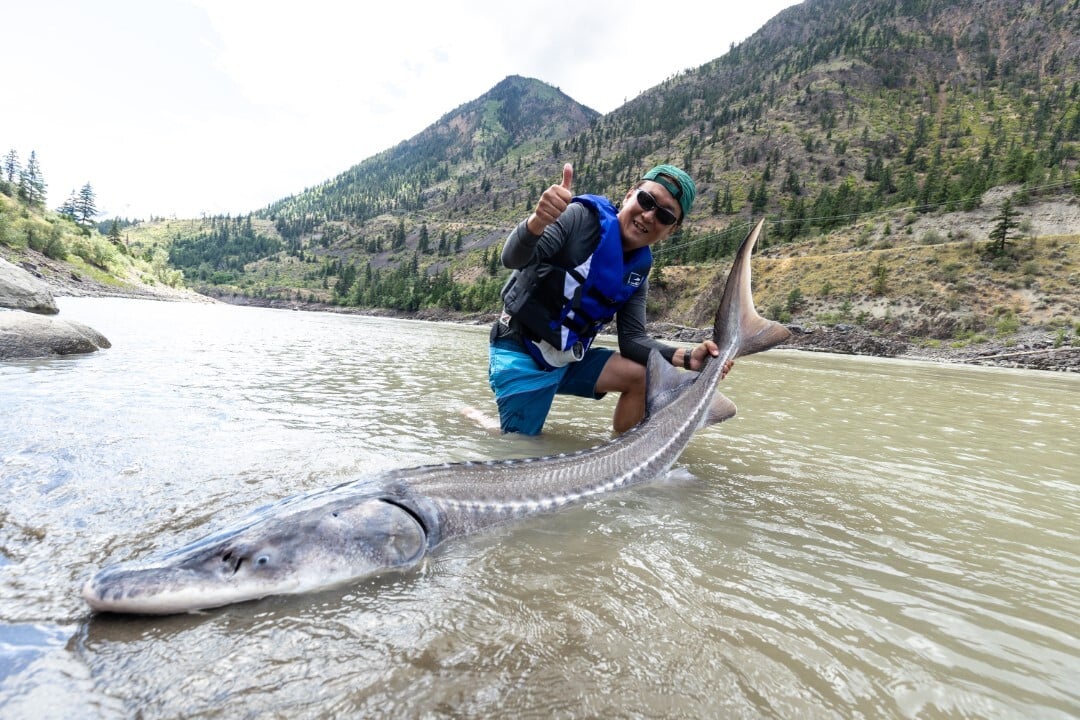 White sturgeon