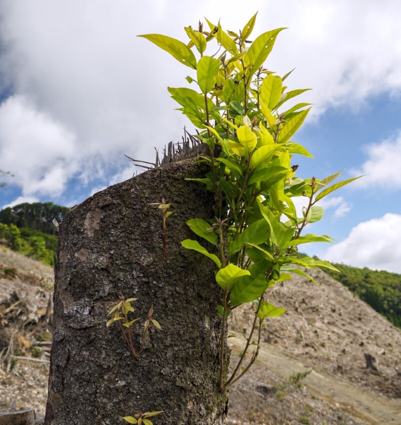 萌芽更新が始まっている伐採された幹