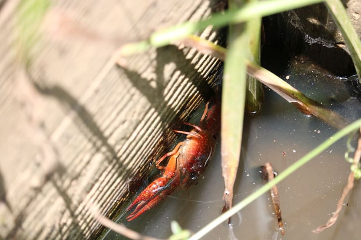 子どもと一緒に公園の池のザリガニ釣り 道具 エサ コツは 魚種別釣りガイド 子どもと一緒に公園の池のザリガニ釣り 道具 エサ コツは 魚種別釣りガイド
