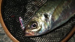 アジの生態と習性を専門家が解説。キアジとクロアジは「痩せか肥満か」の違い？