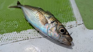 アジが一番釣れる時間帯は？電子タグ調査が明かした「科学的な最適解」