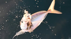 アジの胃袋から深海魚？専門家が解説するマアジの多様なエサと食性